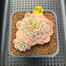 Echeveria 'Victor' Variegated 3" Succulent Plant Cutting