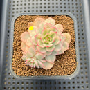 Echeveria 'Victor' Variegated 3" Succulent Plant Cutting