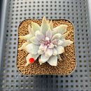 Echeveria 'Vampire' Mutated/Variegated 1" Succulent Plant Cutting