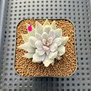 Echeveria 'Vampire' Mutated/Variegated 1" Succulent Plant Cutting