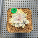 Echeveria 'Vampire' Mutated/Variegated 1" Succulent Plant Cutting