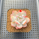 Echeveria 'Sung Young 1"-2" Succulent Plant Cutting