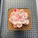 Echeveria 'Sung Young 1"-2" Succulent Plant Cutting