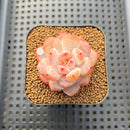 Echeveria 'Sung Young 1"-2" Succulent Plant Cutting