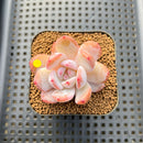 Echeveria 'Sung Young 1"-2" Succulent Plant Cutting