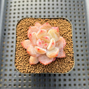 Echeveria 'Sung Young 1"-2" Succulent Plant Cutting