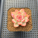 Echeveria 'Zion' 1"-2" Succulent Plant Cutting