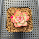Echeveria 'Zion' 1"-2" Succulent Plant Cutting