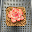Echeveria 'Zion' 1"-2" Succulent Plant Cutting