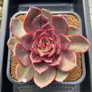 Echeveria 'Shine Stone' 4"-5" Succulent Plant Cutting