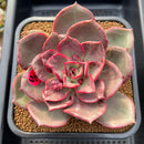 Echeveria 'Shine Stone' 4"-5" Succulent Plant Cutting