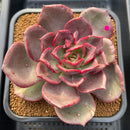 Echeveria 'Shine Stone' 4"-5" Succulent Plant Cutting