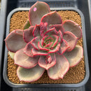 Echeveria 'Shine Stone' 4"-5" Succulent Plant Cutting