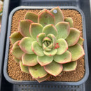 Echeveria 'Pachai' 3"-4" Succulent Plant Cutting