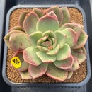 Echeveria 'Pachai' 3"-4" Succulent Plant Cutting