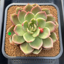 Echeveria 'Pachai' 3"-4" Succulent Plant Cutting