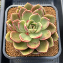 Echeveria 'Pachai' 3"-4" Succulent Plant Cutting