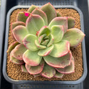 Echeveria 'Pachai' 3"-4" Succulent Plant Cutting