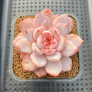Echeveria 'Sung Young' 3" Succulent Plant Cutting