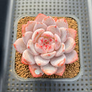 Echeveria 'Sung Young' 3" Succulent Plant Cutting