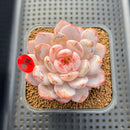Echeveria 'Sung Young' 3" Succulent Plant Cutting