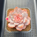 Echeveria 'Sung Young' 3" Succulent Plant Cutting