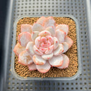 Echeveria 'Sung Young' 3" Succulent Plant Cutting