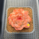 Echeveria 'Happiness' 2" Succulent Plant Cutting
