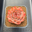 Echeveria 'Happiness' 2" Succulent Plant Cutting