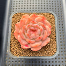 Echeveria 'Happiness' 2" Succulent Plant Cutting