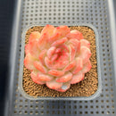 Echeveria 'Happiness' 2" Succulent Plant Cutting