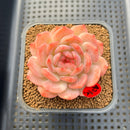 Echeveria 'Happiness' 2" Succulent Plant Cutting