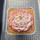 Echeveria 'Icy Orange' ('Orange Monroe' x 'Icy Green) 2"-3" Succulent Plant Cutting