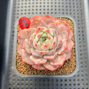 Echeveria 'Icy Orange' ('Orange Monroe' x 'Icy Green) 2"-3" Succulent Plant Cutting