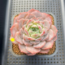 Echeveria 'Icy Orange' ('Orange Monroe' x 'Icy Green) 2"-3" Succulent Plant Cutting