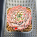 Echeveria 'Icy Orange' ('Orange Monroe' x 'Icy Green) 2"-3" Succulent Plant Cutting