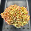 Echeveria Agavoides 'Elkhorn' Crested 5" Succulent Plant