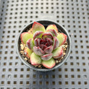 Echeveria 'Black Bear' 2" Succulent Plant