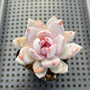 Echeveria 'Trumso' 2"-3" Succulent Plant