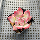 Echeveria sp. 2" Succulent Plant