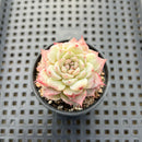 Echeveria 'Red Velvet' 2" Succulent Plant