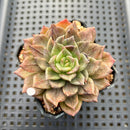 Echeveria 'Silver Prince' Variegated 2"-3" Succulent Plant