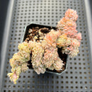 Echeveria 'Twin Berry' Crested 3" Succulent Plant