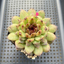 Echeveria 'Red Crystal' x 'Black Rose' 4" Succulent Plant