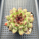 Echeveria 'Red Crystal' x 'Black Rose' 3" Succulent Plant