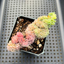 Echeveria 'Twin Berry' Crested 3" Succulent Plant