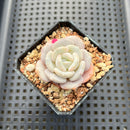 Echeveria 'Snow Garden' 1"-2" Succulent Plant