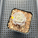 Echeveria 'Snow Garden' 1"-2" Succulent Plant