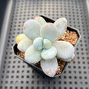 Jeronimoa Cuicatecana 2" Succulent Plant