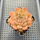Echeveria 'Damask' 2" Succulent Plant
